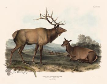 052 Elk